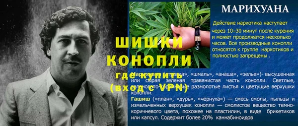 сатива Беломорск